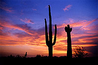 /images/133/2003-06-saguaro-sunset1.jpg - 01227: Saguaro cactus by Saguaro Lake … June 2003 -- Saguaro Lake, Arizona