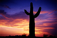 /images/133/2003-06-saguaro-sunset2.jpg - #01228: Saguaro cactus by Saguaro Lake … June 2003 -- Saguaro Lake, Arizona