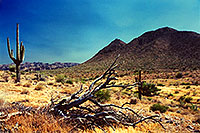 /images/133/2003-06-saguaro-twins.jpg - #01231: Saguaro cactus by Saguaro Lake … June 2003 -- Saguaro Lake, Arizona