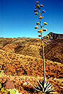 /images/133/2003-06-supersti-view3-v.jpg - #01249: Agave Plant in Superstition Mountains … June 2003 -- Reavis Ranch Trail, Superstitions, Arizona