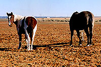 /images/133/2003-11-moab-horses1.jpg - #01343: Navajo horses near Moab … Nov 2003 -- Moab, Utah
