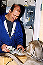 /images/133/2003-12-billy-tara-pay-v.jpg - #01367: Tara (Weimaraner) in Littleton … Dec 2003 -- Littleton, Colorado