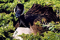 /images/133/2004-06-englewood-nest2.jpg - #01520: goose nesting in Englewood … June 2004 -- Englewood, Colorado
