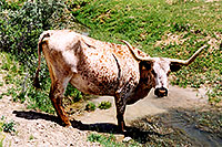 /images/133/2004-07-bryce-cows2.jpg - #01616: longhorn cows near Bryce … July 2004 -- Bryce Canyon, Utah