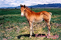 /images/133/2004-07-bryce-horses02.jpg - #01619: horses near Bryce … July 2004 -- Bryce Canyon, Utah