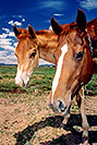 /images/133/2004-07-bryce-horses03-v.jpg - #01620: horses near Bryce … July 2004 -- Bryce Canyon, Utah