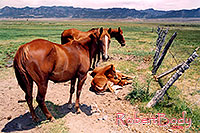 /images/133/2004-07-bryce-horses05.jpg - #01622: horses near Bryce … July 2004 -- Bryce Canyon, Utah
