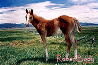 /images/133/2004-07-bryce-horses07.jpg - #01624: horses near Bryce … July 2004 -- Bryce Canyon, Utah