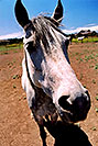 /images/133/2004-07-flagstaff-horses-v.jpg - #01658: Snowbowl, Arizona … July 2004 -- Arizona