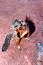 /images/133/2004-07-grand-squirrel2.jpg - #01725: friendly Squirrel posing in Grand Canyon … July 2004 -- Bright Angel Trail, Grand Canyon, Arizona