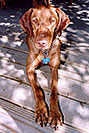 /images/133/2004-08-jack08-v.jpg - #01886: friendly Jack (Vizsla) in Cherry Creek … August 2004 -- Cherry Creek, Colorado