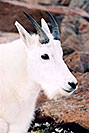 /images/133/2004-08-mountain-goats3-v.jpg - #01904: Mountain Goats at Mt Evans … August 2004 -- Mt Evans, Colorado
