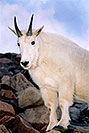 /images/133/2004-08-mountain-goats5-v.jpg - #01906: Mountain Goats at Mt Evans … August 2004 -- Mt Evans, Colorado