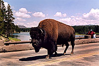 /images/133/2004-08-yello-buffalo3.jpg - #02028: crossing Fishing Bridge in correct lane … August 2004 -- Yellowstone, Wyoming