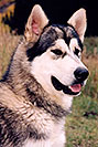 /images/133/2004-09-maroon-junior03-v.jpg - #02169: Junior (Alaskan Malamute) at Maroon Lake … Sept 2004 -- Maroon Bells, Colorado
