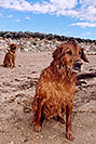/images/133/2004-09-twinlakes-dogs01-v.jpg - #02207: Max and Ruby (Golden Retrievers) at Twin Lakes … Sept 2004 -- Twin Lakes, Colorado