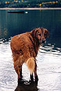 /images/133/2004-09-twinlakes-dogs04-v.jpg - #02210: Max (Golden Retriever) at Twin Lakes … Sept 2004 -- Twin Lakes, Colorado