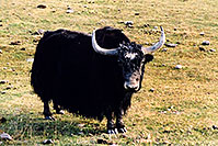 /images/133/2004-10-yak1.jpg - #02346: Yak in the late afternoon near Sargeants, Colorado  … October 2004 -- Sargeants, Colorado