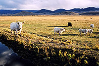 /images/133/2004-10-yak3.jpg - #02348: Yaks in the late afternoon near Sargeants, Colorado  … October 2004 -- Sargeants, Colorado