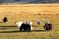 /images/133/2004-10-yak4.jpg - #02350: Yaks in the late afternoon near Sargeants, Colorado  … October 2004 -- Sargeants, Colorado
