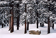 /images/133/2005-02-evans-snowy-woods.jpg - #02422: road before Mt Evans … Feb 2005 -- Mt Evans, Colorado
