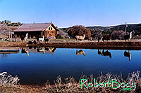 /images/133/2005-03-durango-lake-geese3.jpg - #02454: Geese … March 2005 -- Durango, Colorado