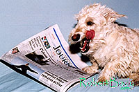 /images/133/2005-03-durango-sofa-abbie3.jpg - #02475: Abbie (Scottish Terrier) on a sofa … March 2005 -- Durango, Colorado