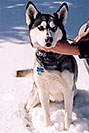 /images/133/2006-02-woodland-sam1-v.jpg - #02786: Sam (Husky) in Woodland Park … Feb 2006 -- Woodland Park, Colorado