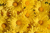 /images/133/2006-10-12-lone-flowers.jpg - #03000: yellow daisies in Englewood  … Oct 2006 -- Englewood, Colorado