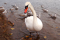 /images/133/2006-10-16-tor-swans01.jpg - #03049: White Swan in Toronto … images of Toronto, Canada … Oct 2006 -- Toronto, Ontario.Canada