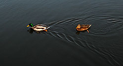 /images/133/2006-10-21-oak-ducks.jpg - #03083: ducks in Bronte Harbour … Oct 2006 -- Bronte Harbour, Oakville, Ontario.Canada