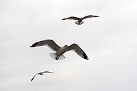 /images/133/2006-10-21-oak-seagulls01.jpg - #03085: 3 seagulls in flight above Oakville … Oct 2006 -- Oakville, Ontario.Canada