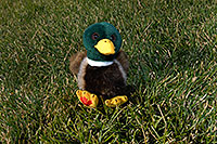 /images/133/2006-10-28-lone-duck04.jpg - #03116: Duck in the grass … Oct 2006 -- Lincoln Rd, Englewood, Colorado