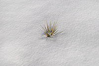 /images/133/2007-02-14-lone-grass.jpg - #03472: Grass peaking through the snow … Feb 2007 -- Lone Tree, Colorado