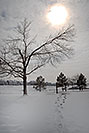 /images/133/2007-02-14-lone-sun-v.jpg - #03482: Sun above a tree … in Lone Tree … Feb 2007 -- Lone Tree, Colorado