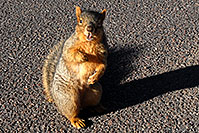/images/133/2007-02-26-gods-squirrel03.jpg - #03530: squirrel in Garden of the Gods … Feb 2007 -- Garden of the Gods, Colorado Springs, Colorado