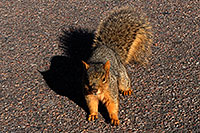 /images/133/2007-02-26-gods-squirrel06.jpg - #03533: squirrel in Garden of the Gods … Feb 2007 -- Garden of the Gods, Colorado Springs, Colorado