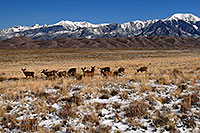 /images/133/2007-04-14-sand-morning06.jpg - #03751: 12 Deer in front of Great Sand Dunes … April 2007 -- Great Sand Dunes, Colorado