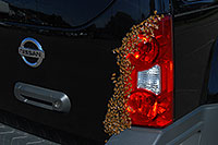 /images/133/2007-05-20-lake-bees01.jpg - #03792: Honey Bee swarm (wth a queen) in the crack in the back of my Xterra … May 2007 -- Lakewood, Colorado