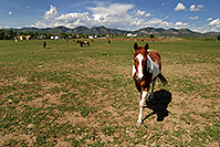 /images/133/2007-05-20-lake-horses01.jpg - #03800: Painted Horse in Lakewood, Colorado … Red Rocks in the background … May 2007 -- Lakewood, Colorado
