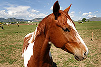 /images/133/2007-05-20-lake-horses03.jpg - #03798: Painted Horse in Lakewood, Colorado … Red Rocks in the background … May 2007 -- Lakewood, Colorado