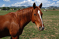 /images/133/2007-05-20-lake-horses07.jpg - #03802: Horses in Lakewood, Colorado … Red Rocks in the background … May 2007 -- Lakewood, Colorado