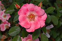 /images/133/2007-06-13-engle-flow-pink2.jpg - #03916: pink flowers in Englewood … June 2007 -- Englewood, Colorado