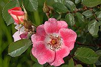 /images/133/2007-06-13-engle-flow-pink3.jpg - #03917: pink flowers in Englewood … June 2007 -- Englewood, Colorado