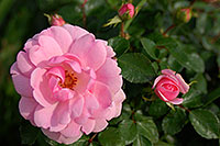 /images/133/2007-06-13-engle-flow-pink4.jpg - #03918: pink flowers in Englewood … June 2007 -- Englewood, Colorado