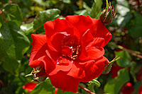 /images/133/2007-06-13-engle-flow-red1.jpg - #03920: red flowers in Englewood … June 2007 -- Englewood, Colorado