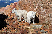 /images/133/2007-06-17-evans-goats03.jpg - #03926: 2 Baby Mountain Goats at Mt Evans … June 2007 -- Mt Evans, Colorado