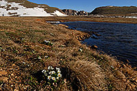 /images/133/2007-06-17-evans-sum-lake-flowers.jpg - #03962: morning near Summit Lake … June 2007 -- Summit Lake, Mt Evans, Colorado