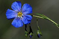 /images/133/2007-06-23-plata-flow-blue.jpg - #04001: Blue flower along La Plata Peak trail  … June 2007 -- La Plata Peak, Colorado