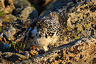 /images/133/2007-06-23-plata-quail02.jpg - #04015: Red eyed male Alpine Ptarmigan along La Plata Peak trail  … June 2007 -- La Plata Peak, Colorado